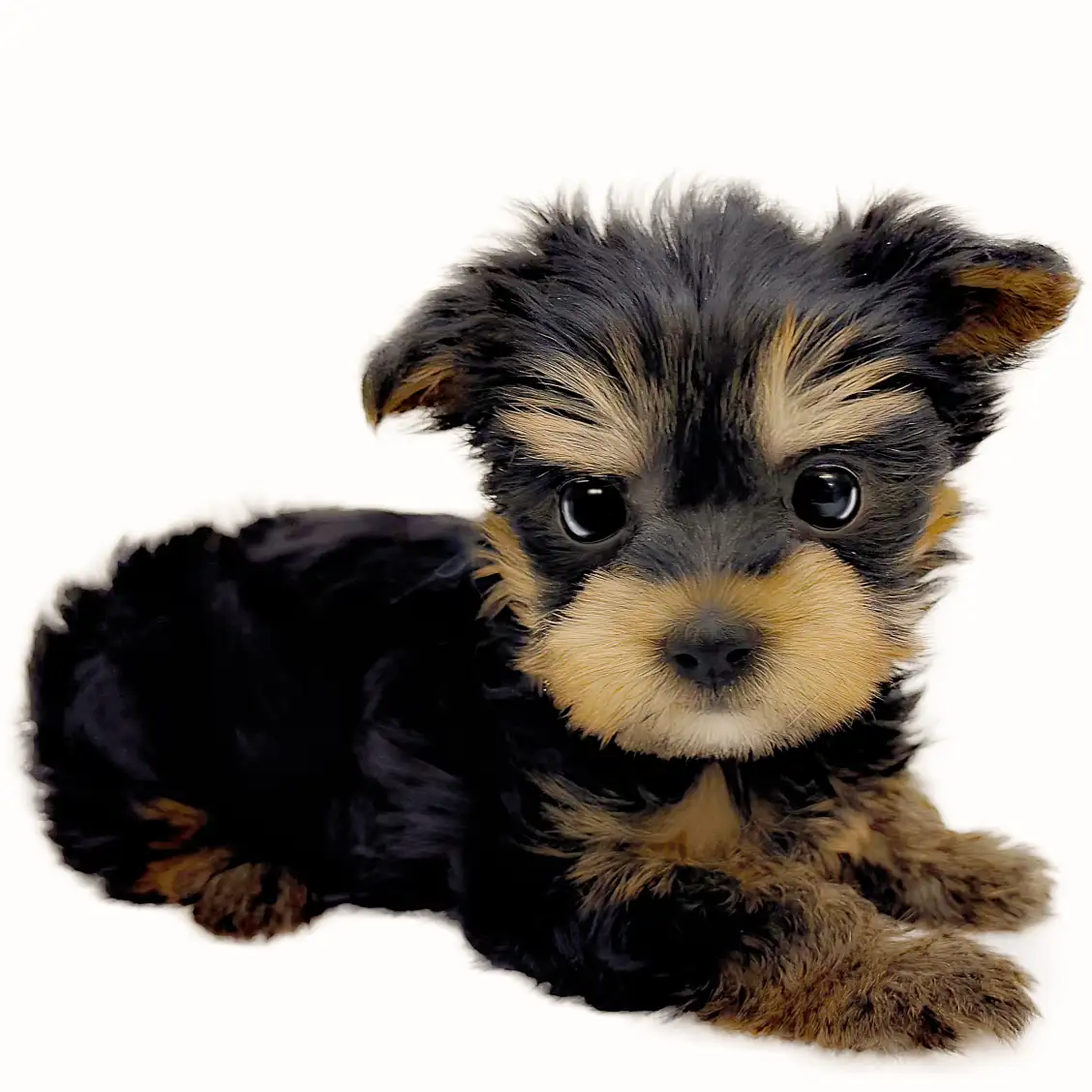 ヨークシャーテリア