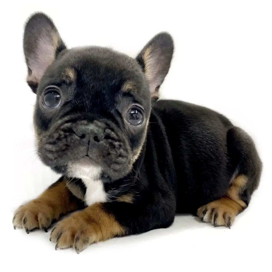 フレンチブルドッグ