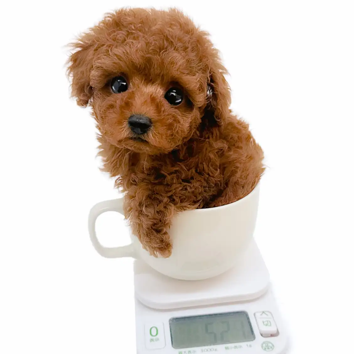 トイ・プードル