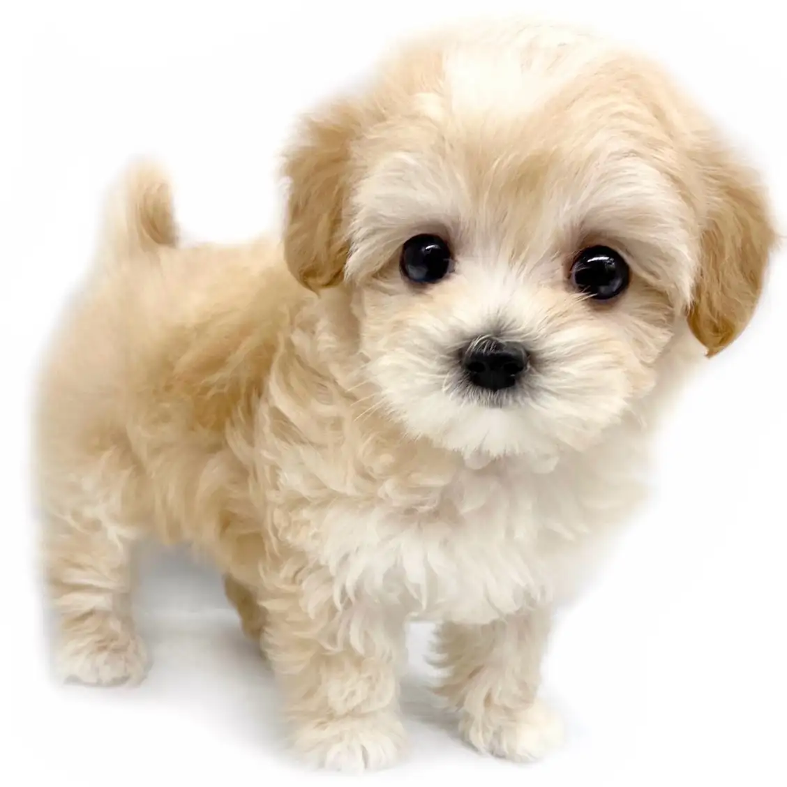 MIX（トイプードル×マルチーズ）