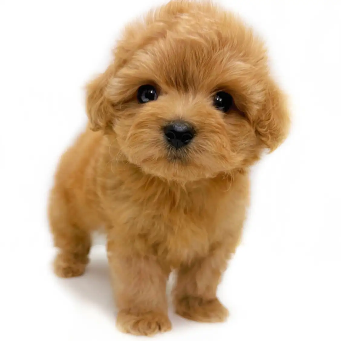 MIX(マルチーズ×トイプードル)