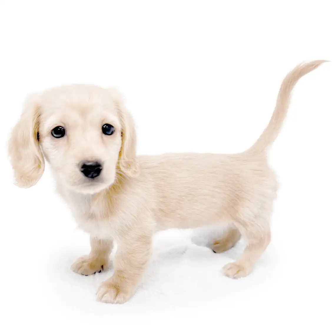 ミニチュア・ダックスフント