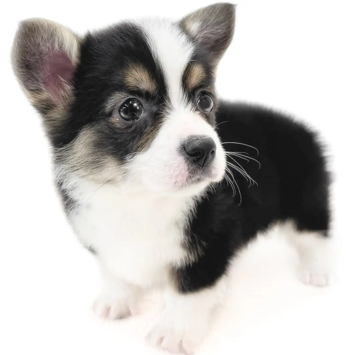 ウェルシュコーギーペンブローク