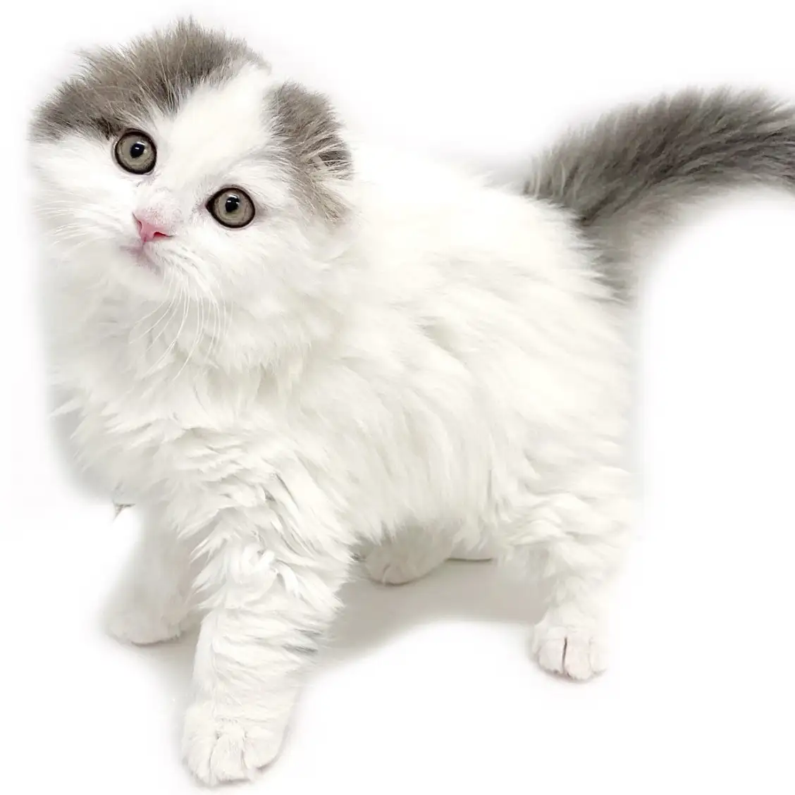 スコティッシュフォールド