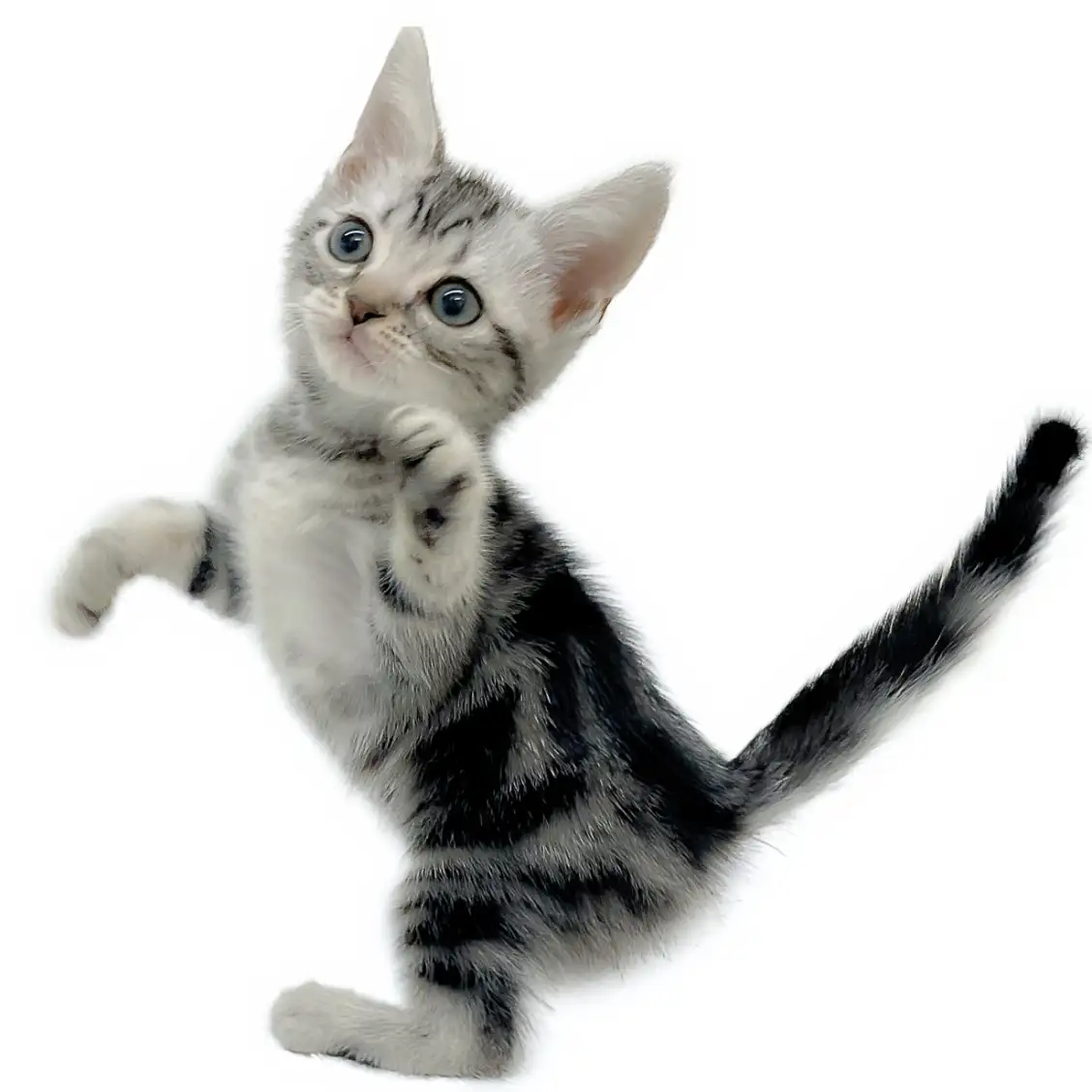 アメリカンショートヘア