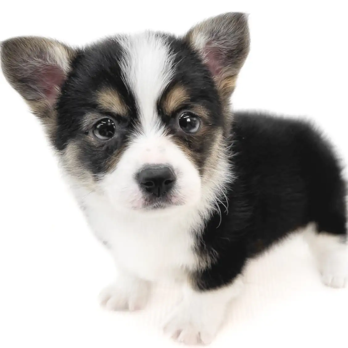 ウェルシュコーギーペンブローク