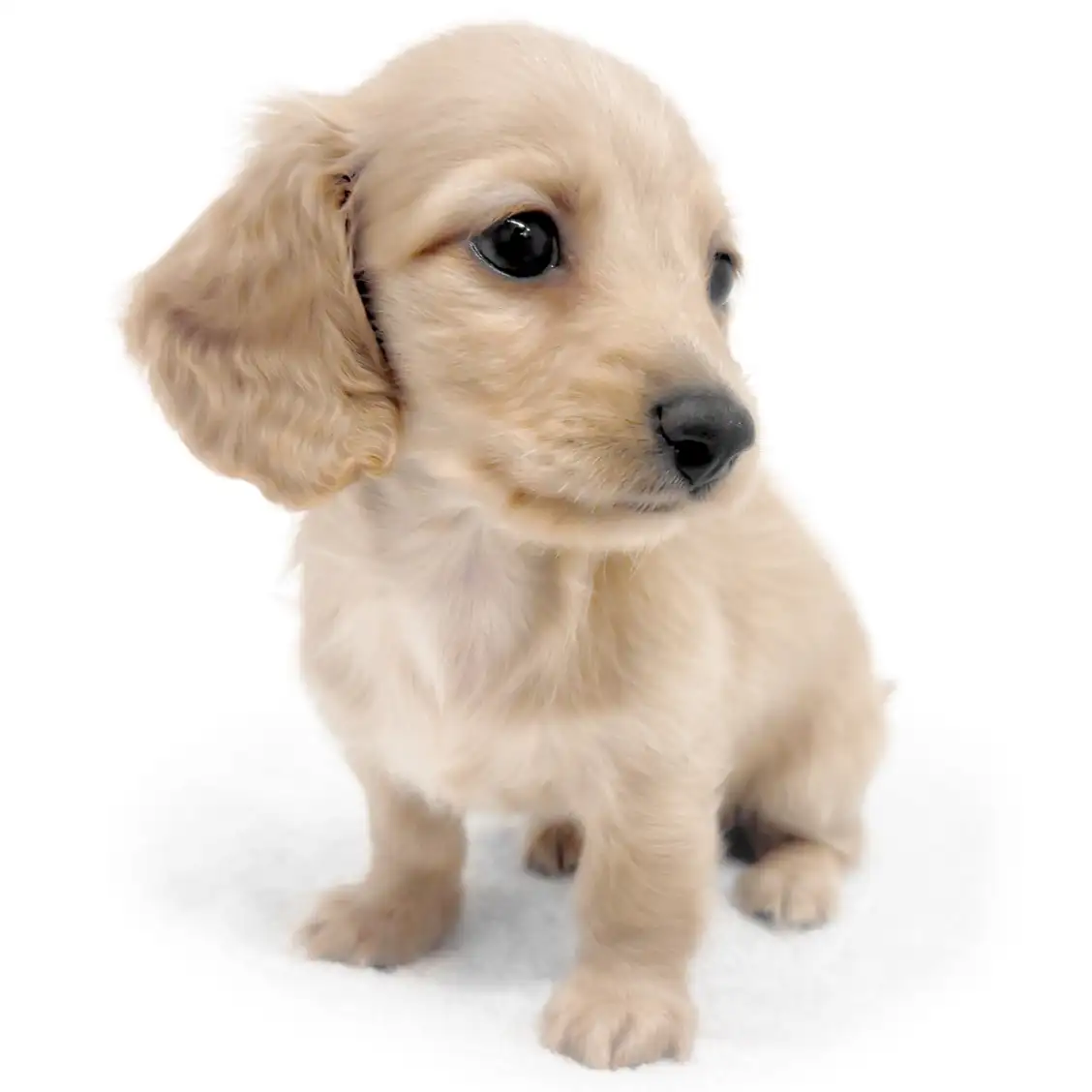 ミニチュア・ダックスフント