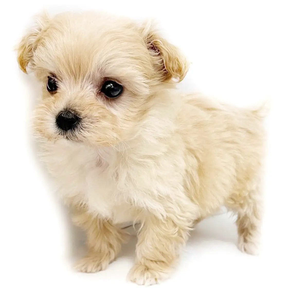 MIX(マルチーズ×トイプードル)