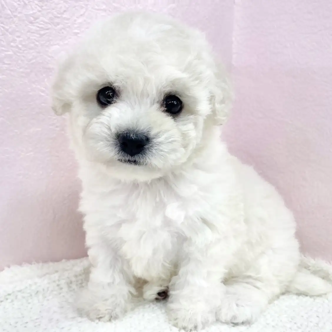 ビションフリーゼ