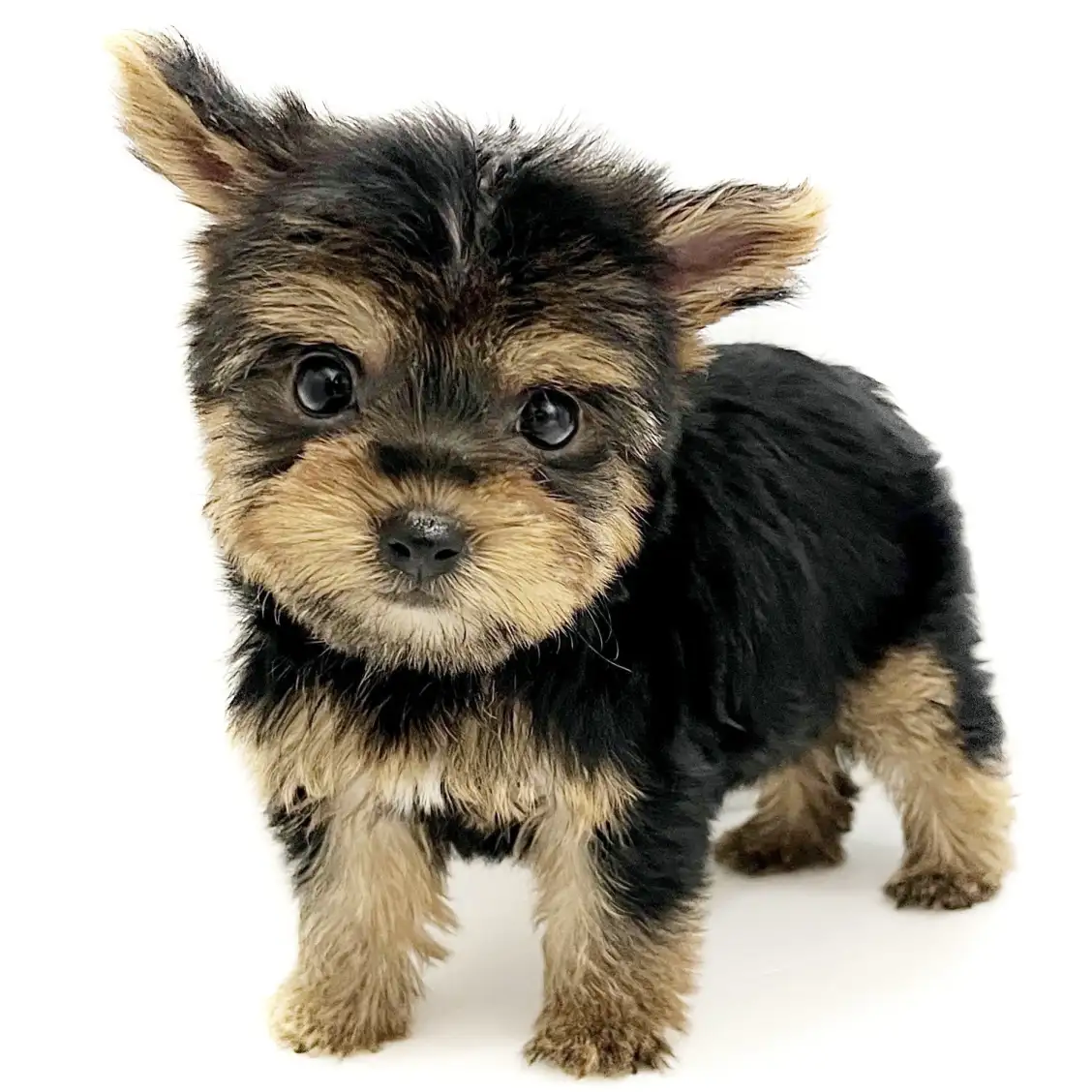 ヨークシャーテリア