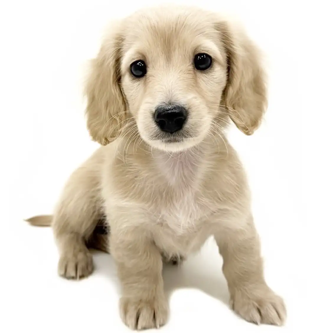 ミニチュア・ダックスフント