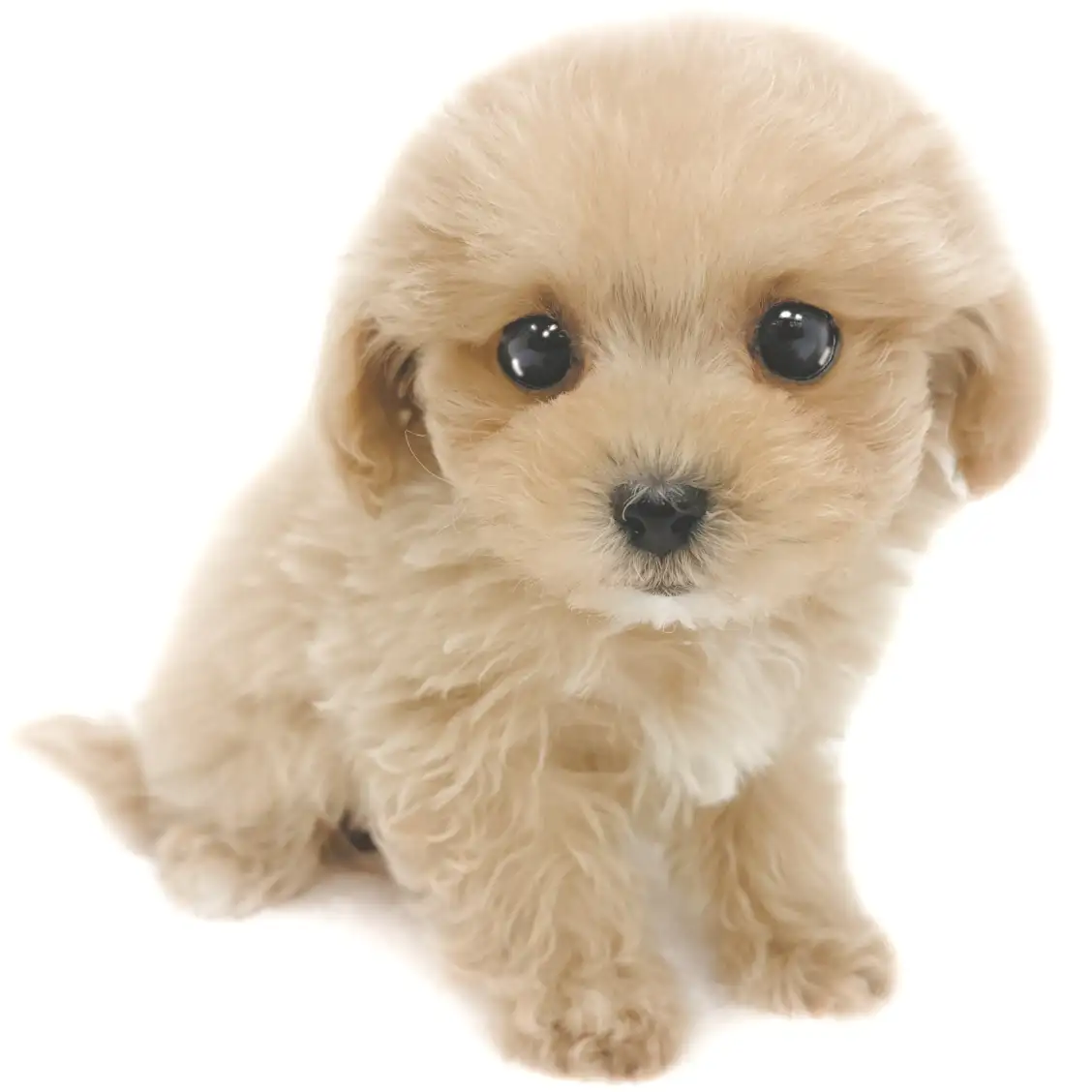 MIX(マルチーズ×トイプードル)