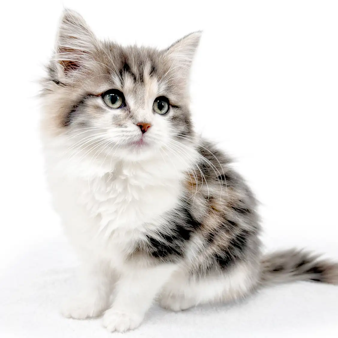 ノルウェージャンフォレストキャット