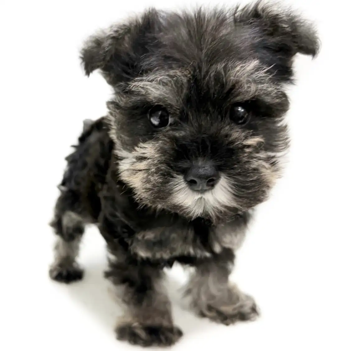 ミニチュア・シュナウザー