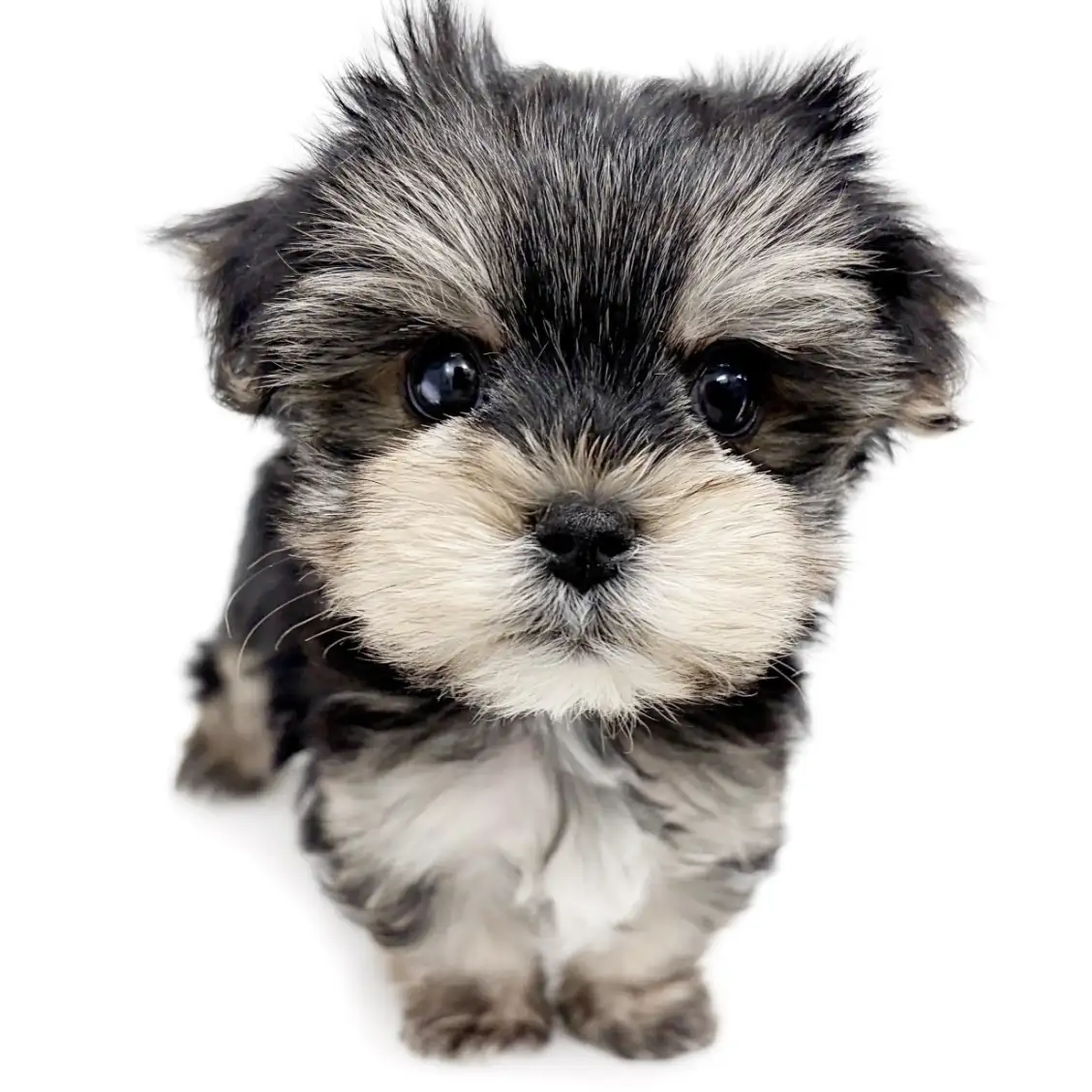 MIX（マルチーズ×ヨークシャーテリア）