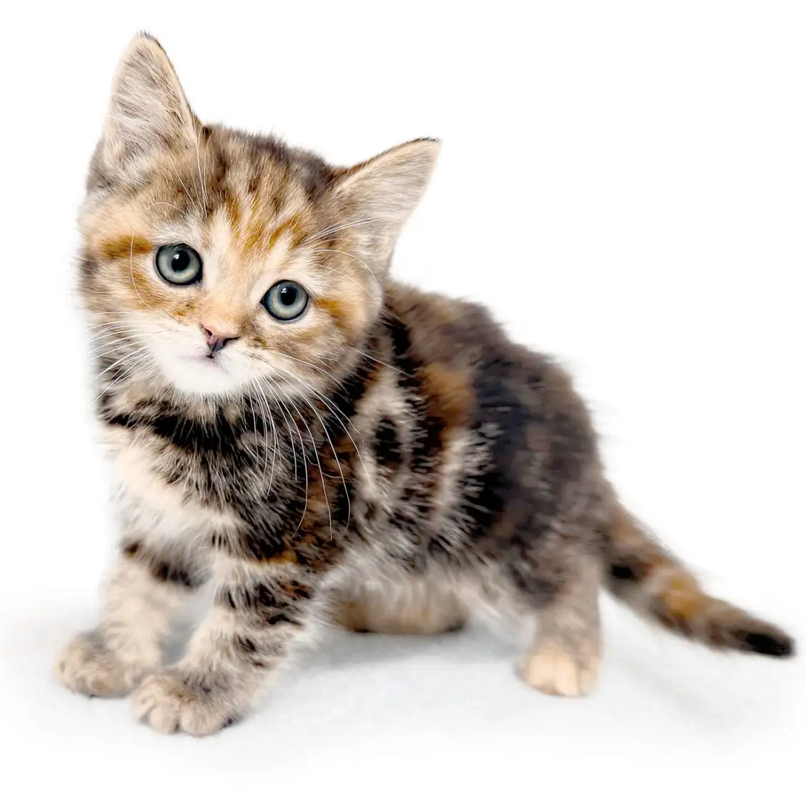 アメリカンショートヘア