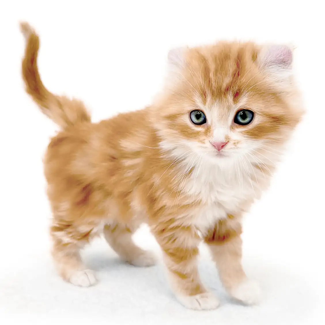 アメリカンカール