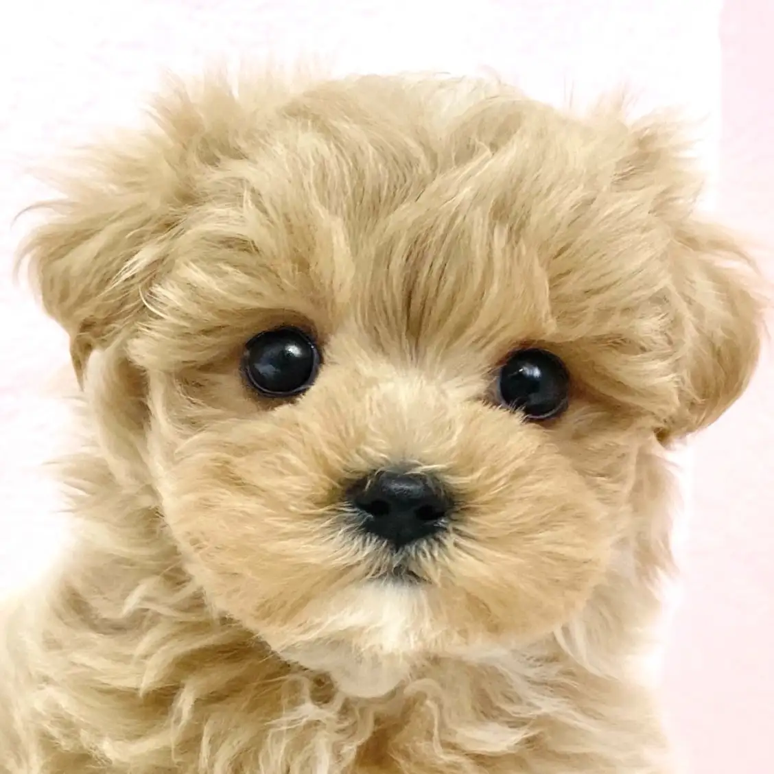 MIX（トイプードル×マルチーズ）