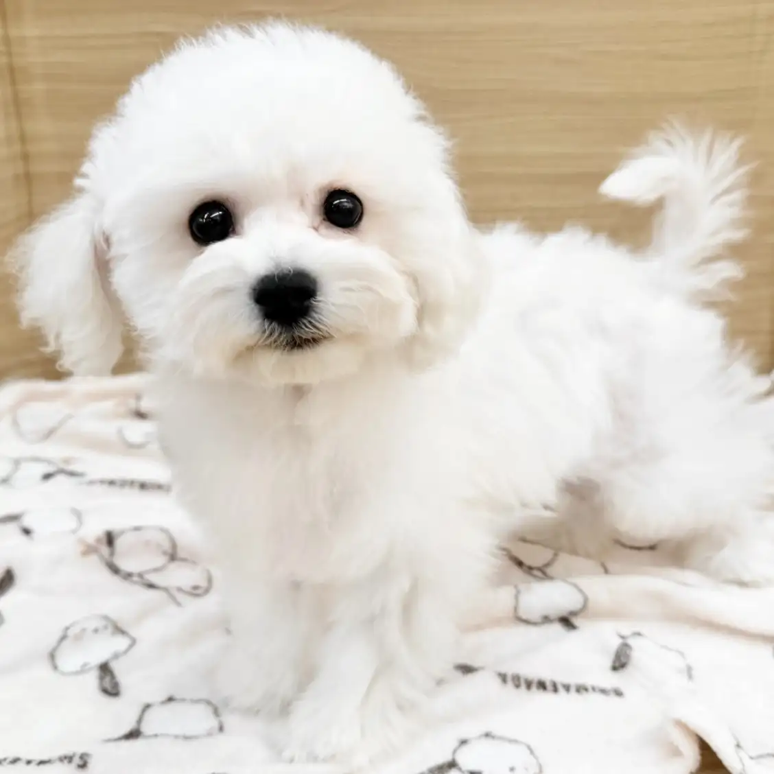 ビションフリーゼ