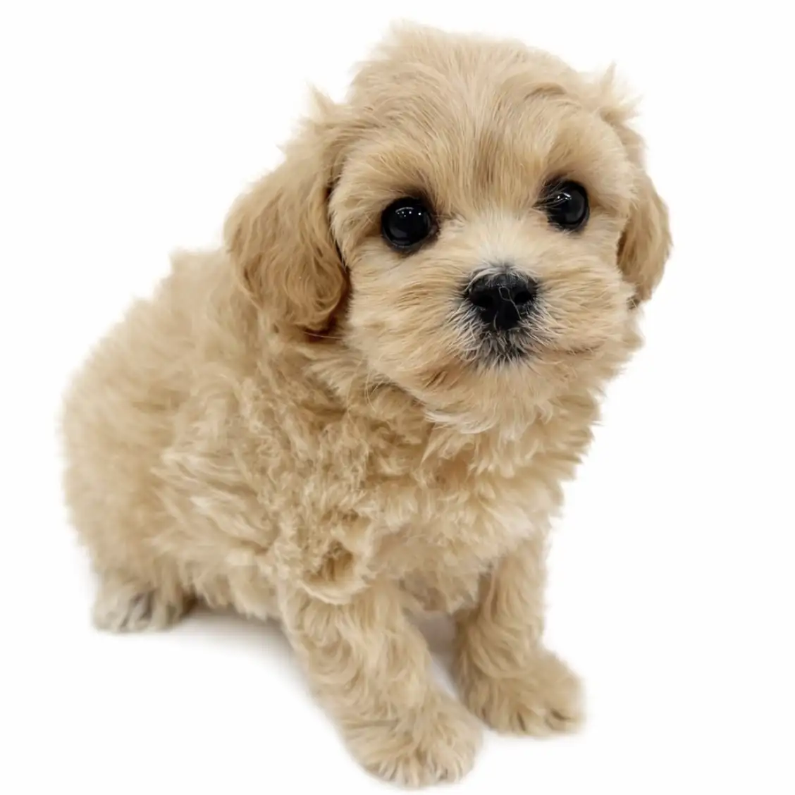 MIX（マルチーズ×トイプードル）