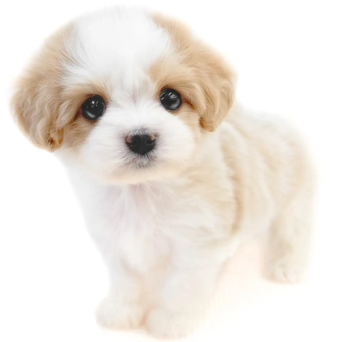 MIX（キャバリアキングチャールズスパニエル×マルチーズ）