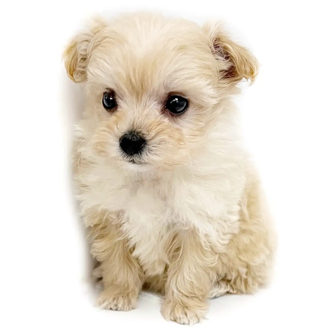 MIX(マルチーズ×トイプードル)