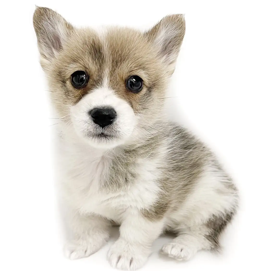 ウェルシュコーギーペンブローク