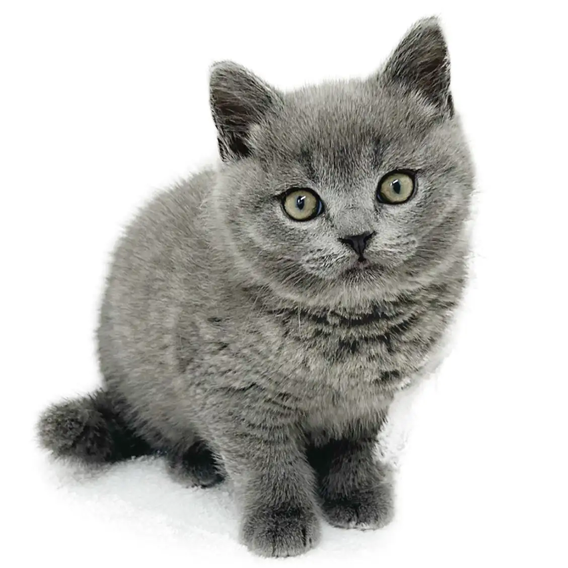 ブリティッシュショートヘア