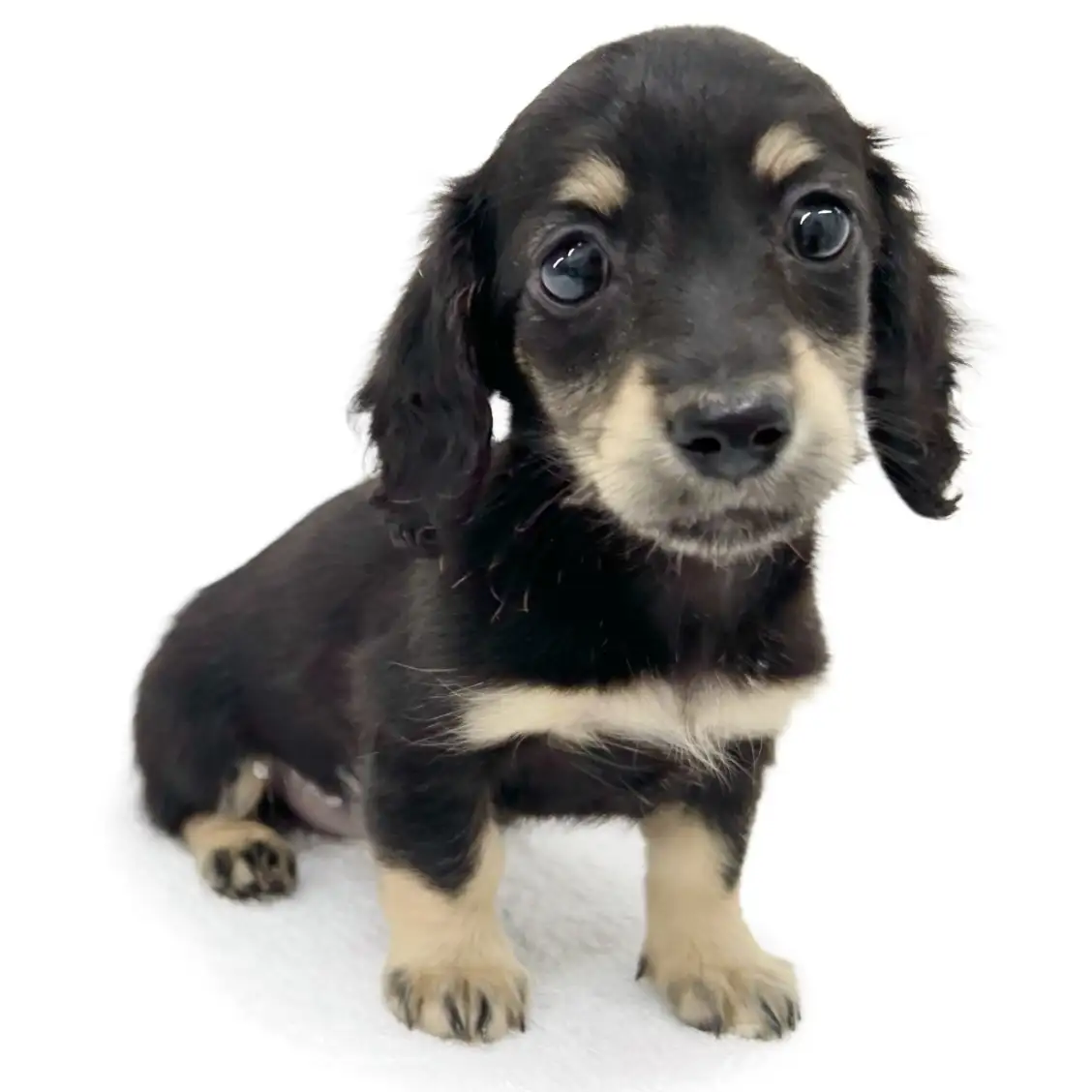 ミニチュア・ダックスフント