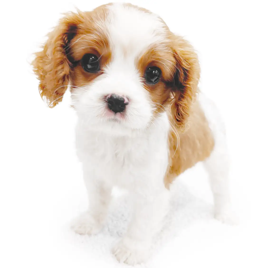 キャバリア・キングチャールズ・スパニエル