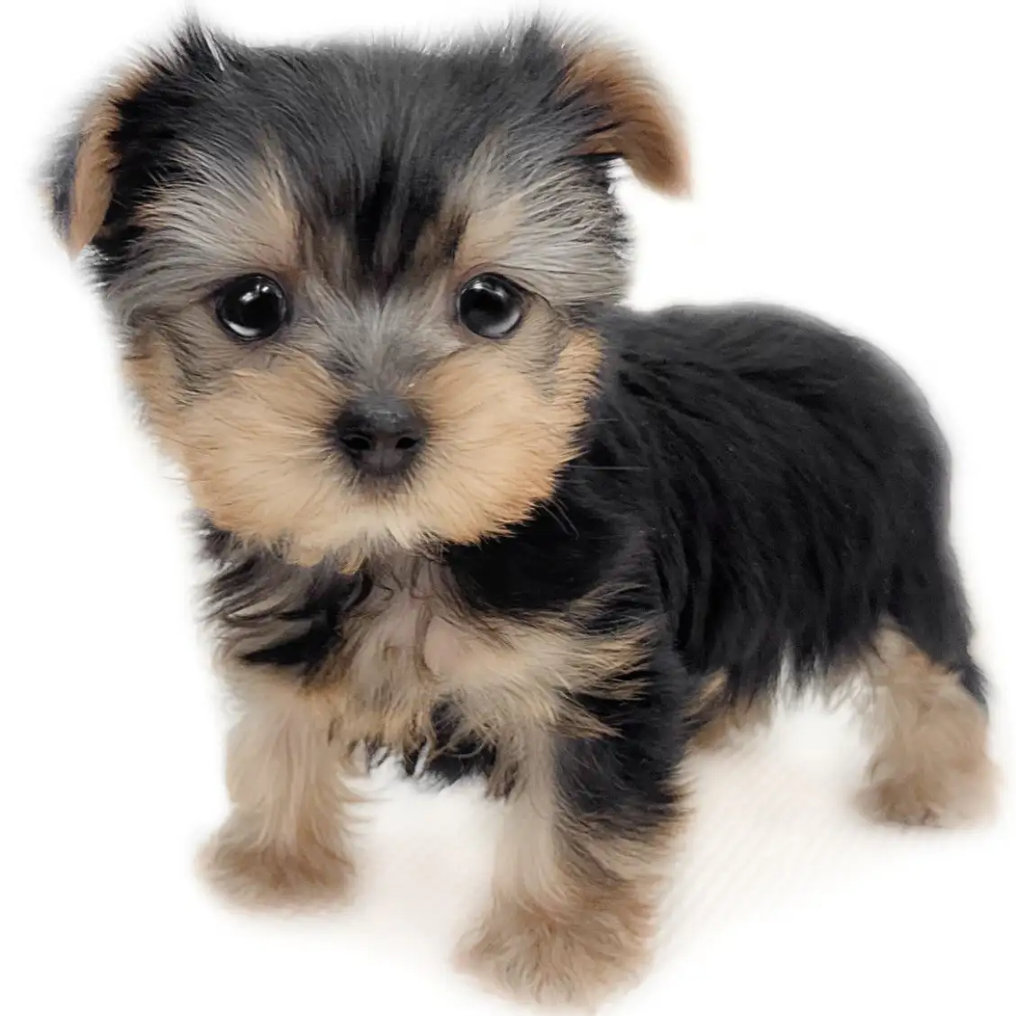 ヨークシャーテリア