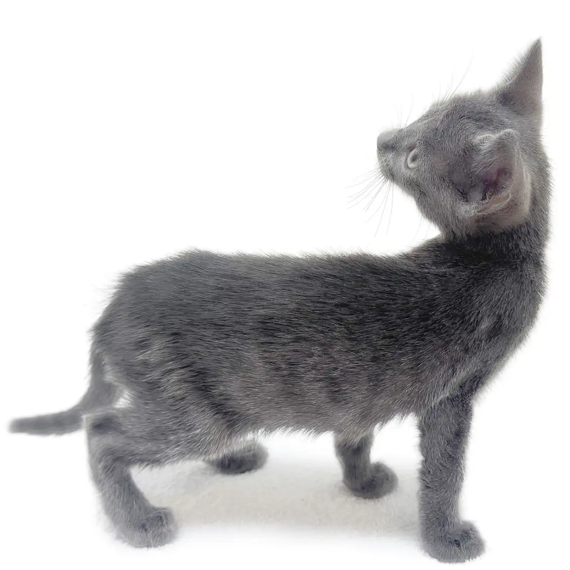 ロシアンブルー