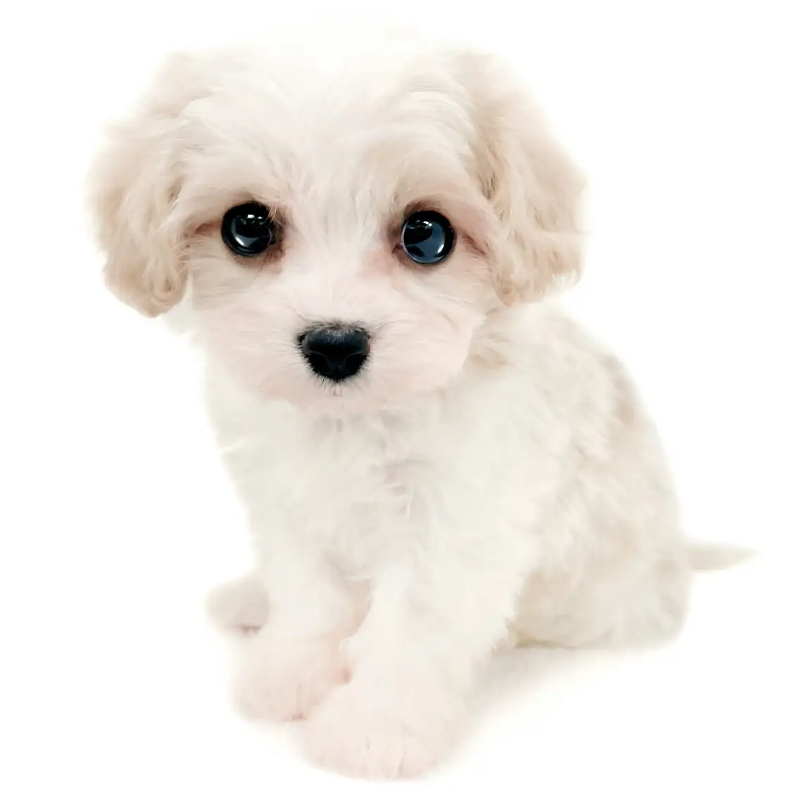 MIX（キャバリアキングチャールズスパニエル×ビションフリーゼ）