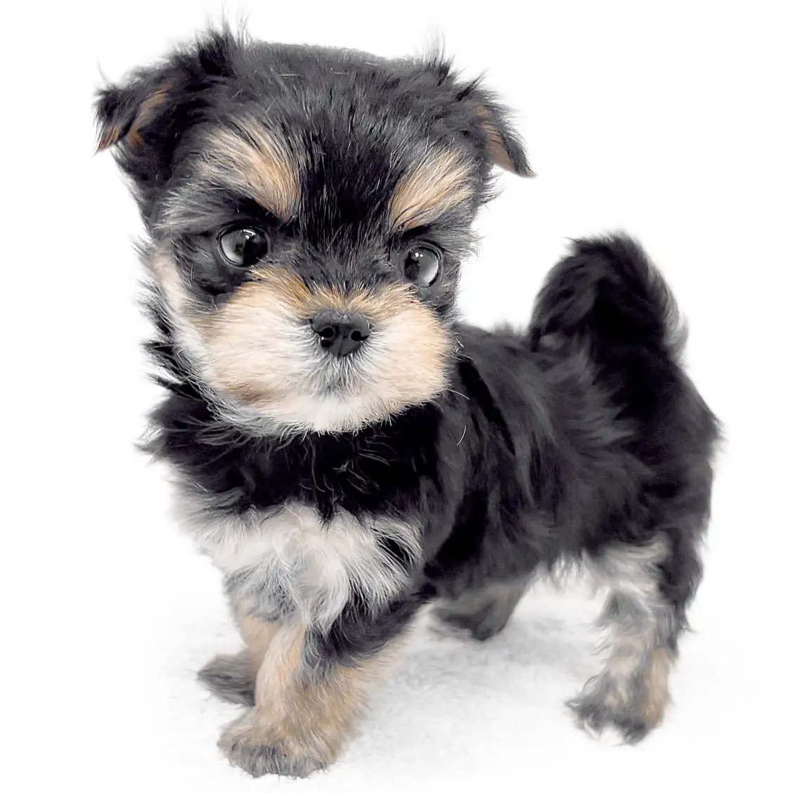 MIX(マルチーズ×ヨークシャーテリア)