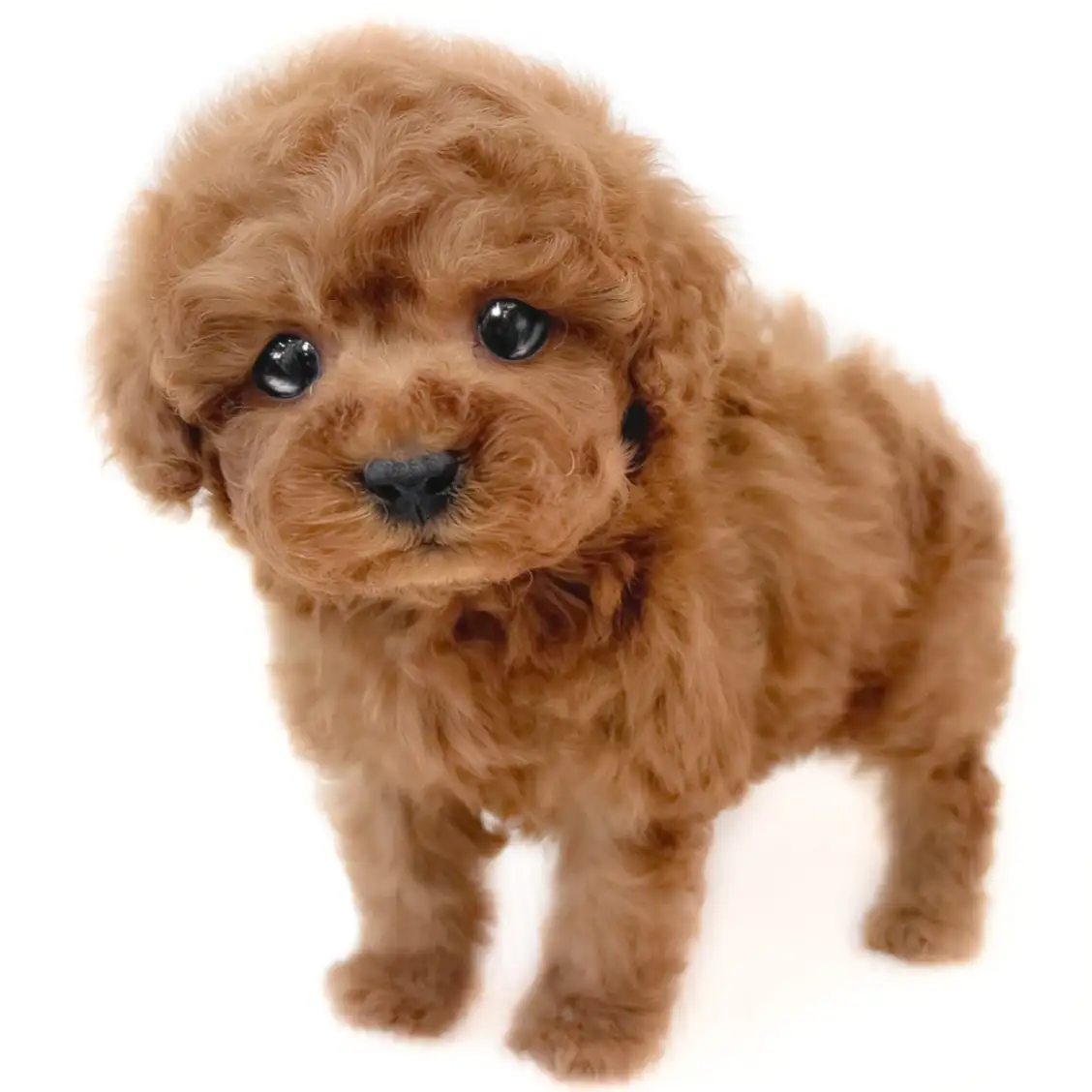 トイ・プードル