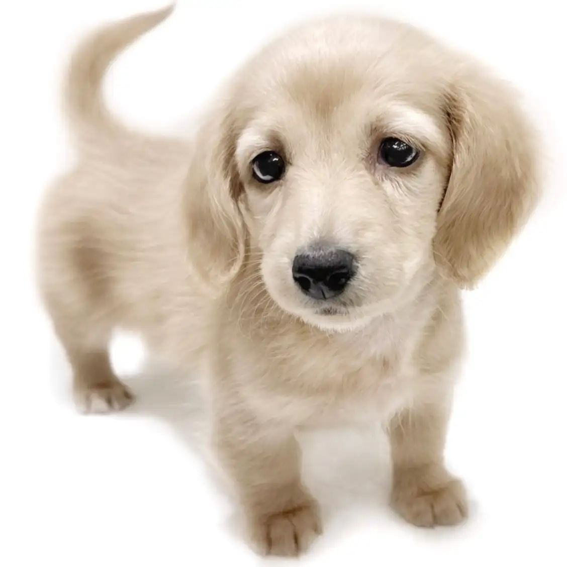 ミニチュア・ダックスフント