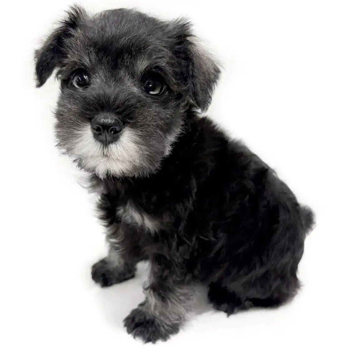 ミニチュア・シュナウザー