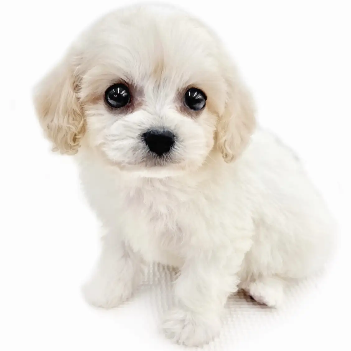 MIX（キャバリアキングチャールズスパニエル×ビションフリーゼ）