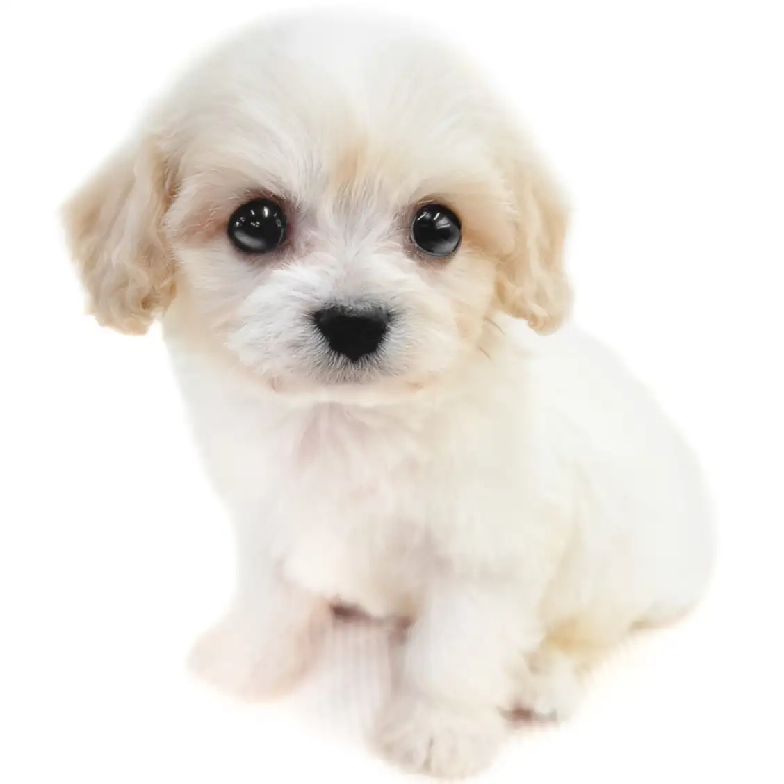 MIX(キャバリアキングチャールズスパニエル×ビションフリーゼ)