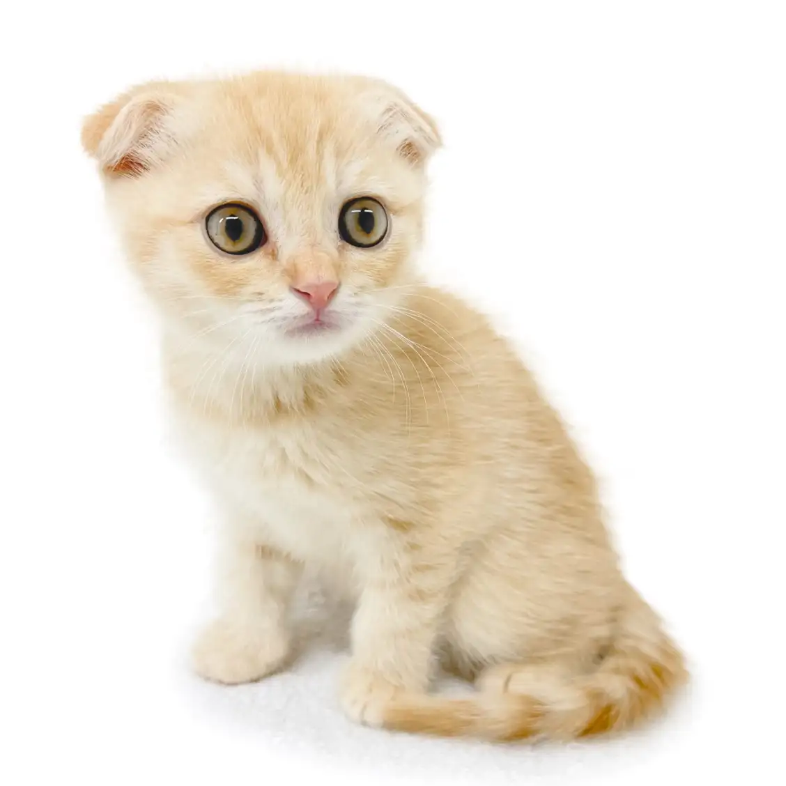 スコティッシュフォールド