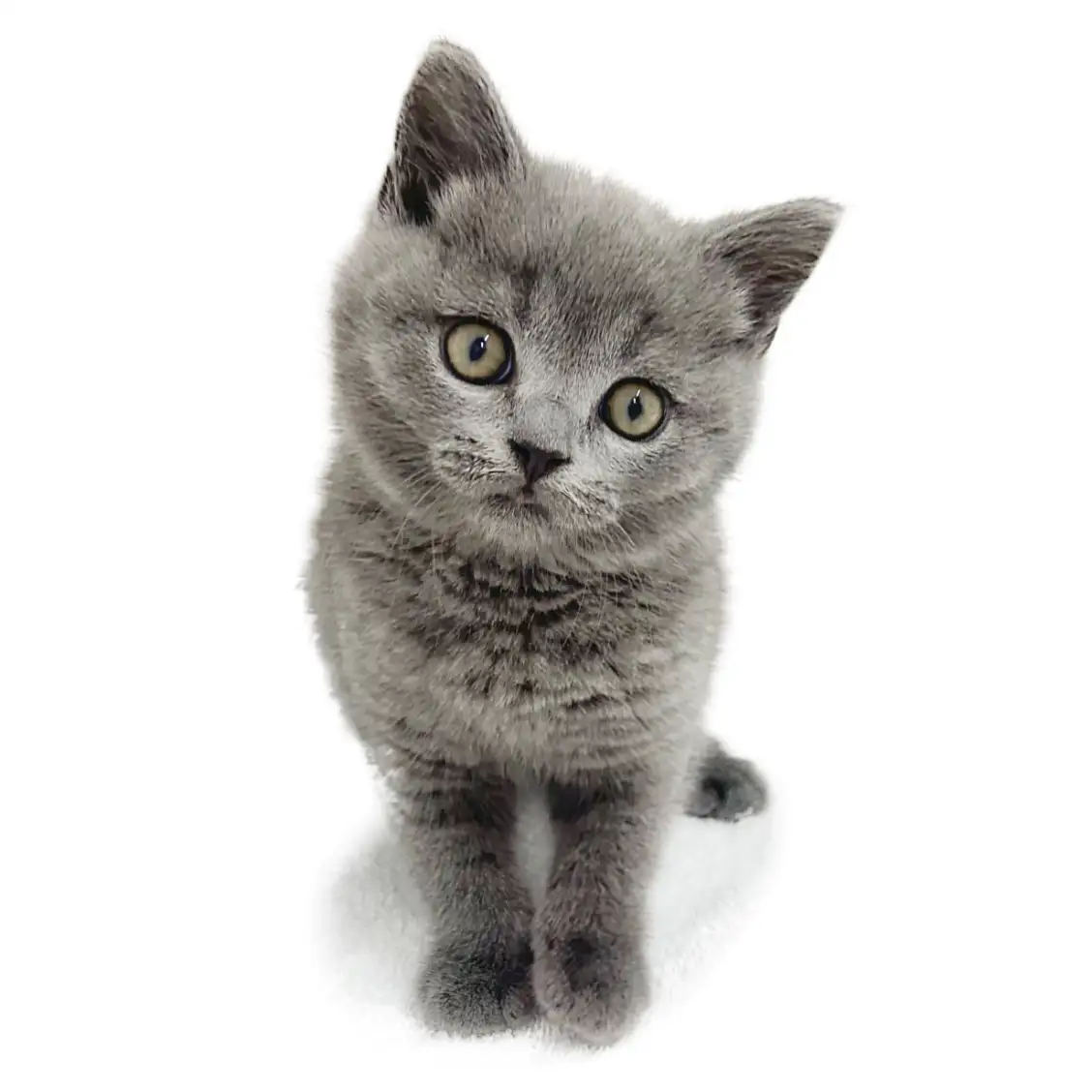 ブリティッシュショートヘア