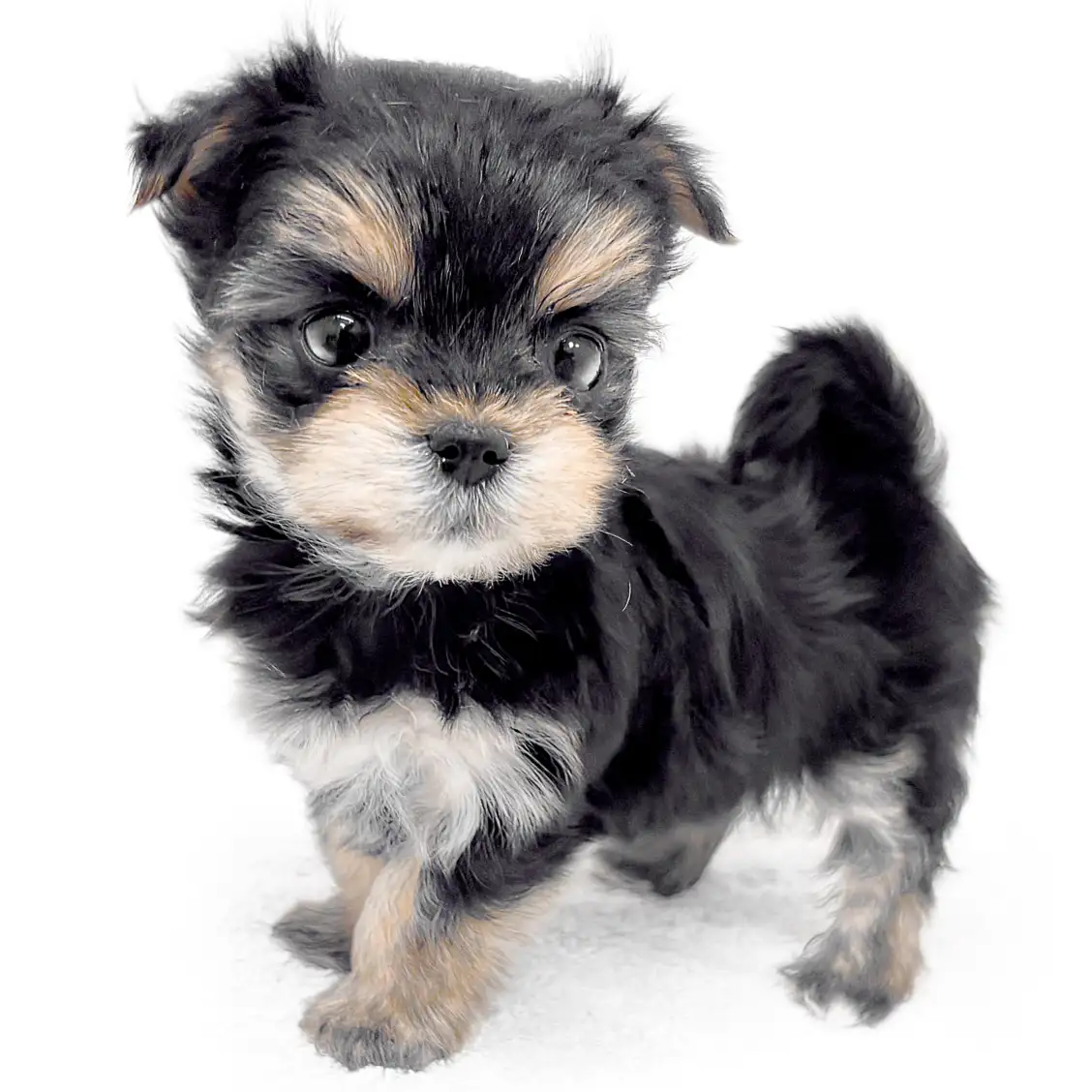 MIX（マルチーズ×ヨークシャーテリア）