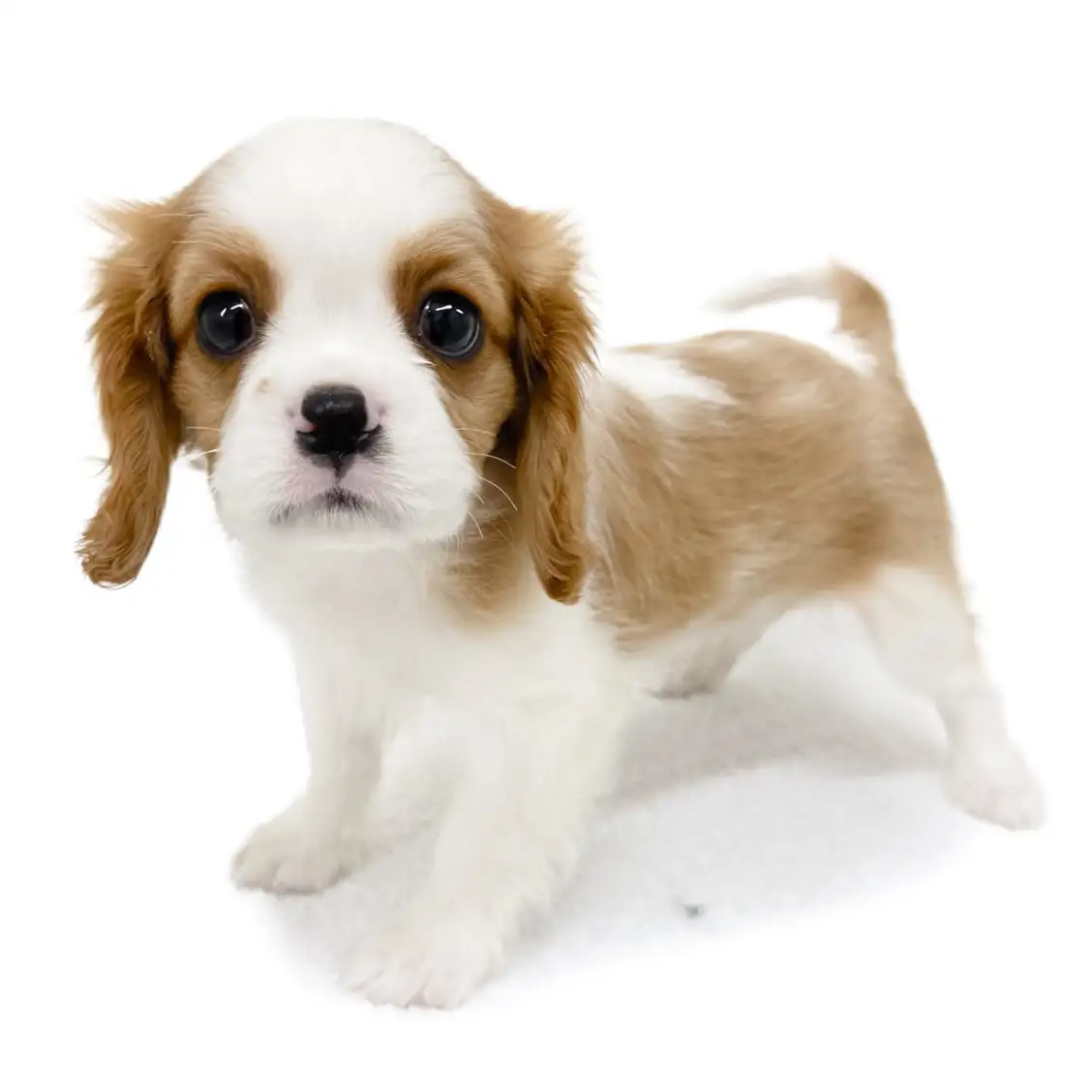 キャバリア・キングチャールズ・スパニエル