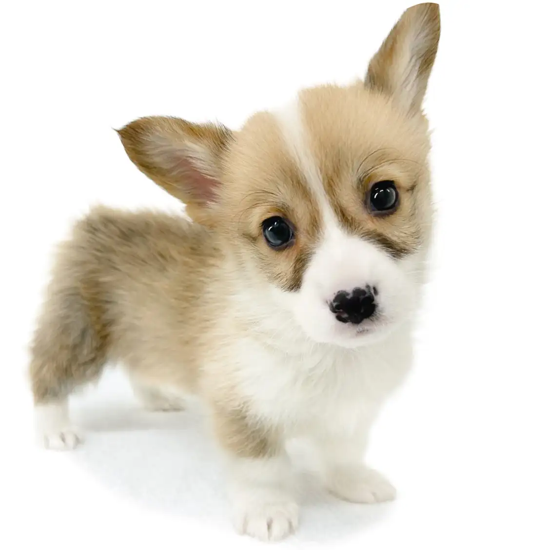 ウェルシュコーギーペンブローク