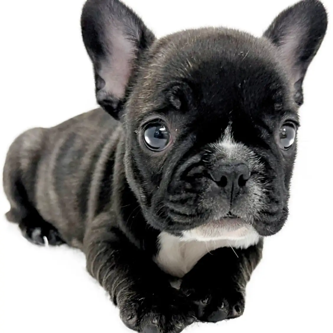 フレンチブルドッグ | ペットショップ マルワン 小さめ子犬 美形な子猫