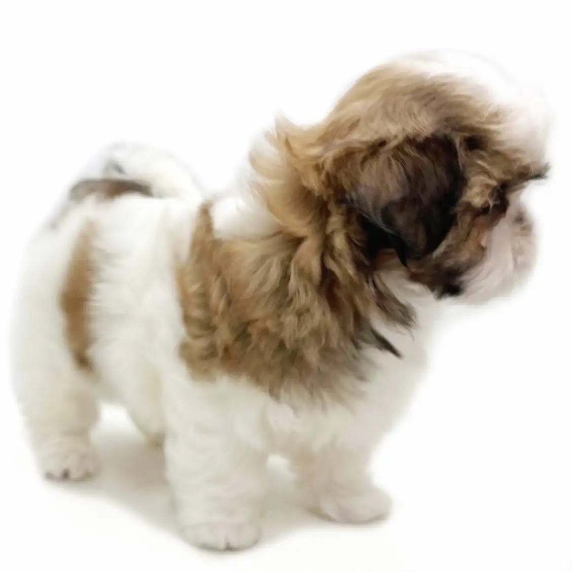 MIX（マルチーズ×シーズー）