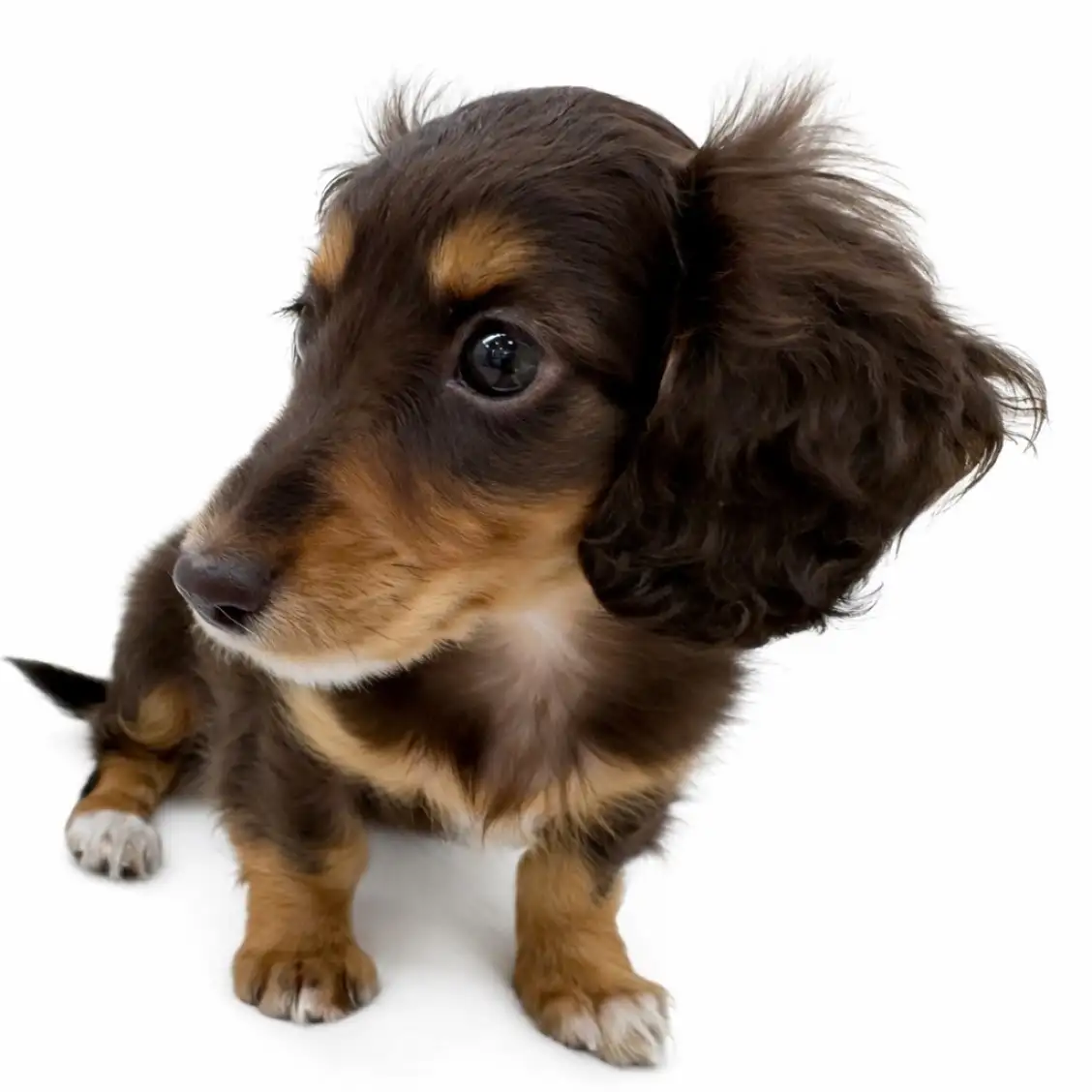 ミニチュア・ダックスフント