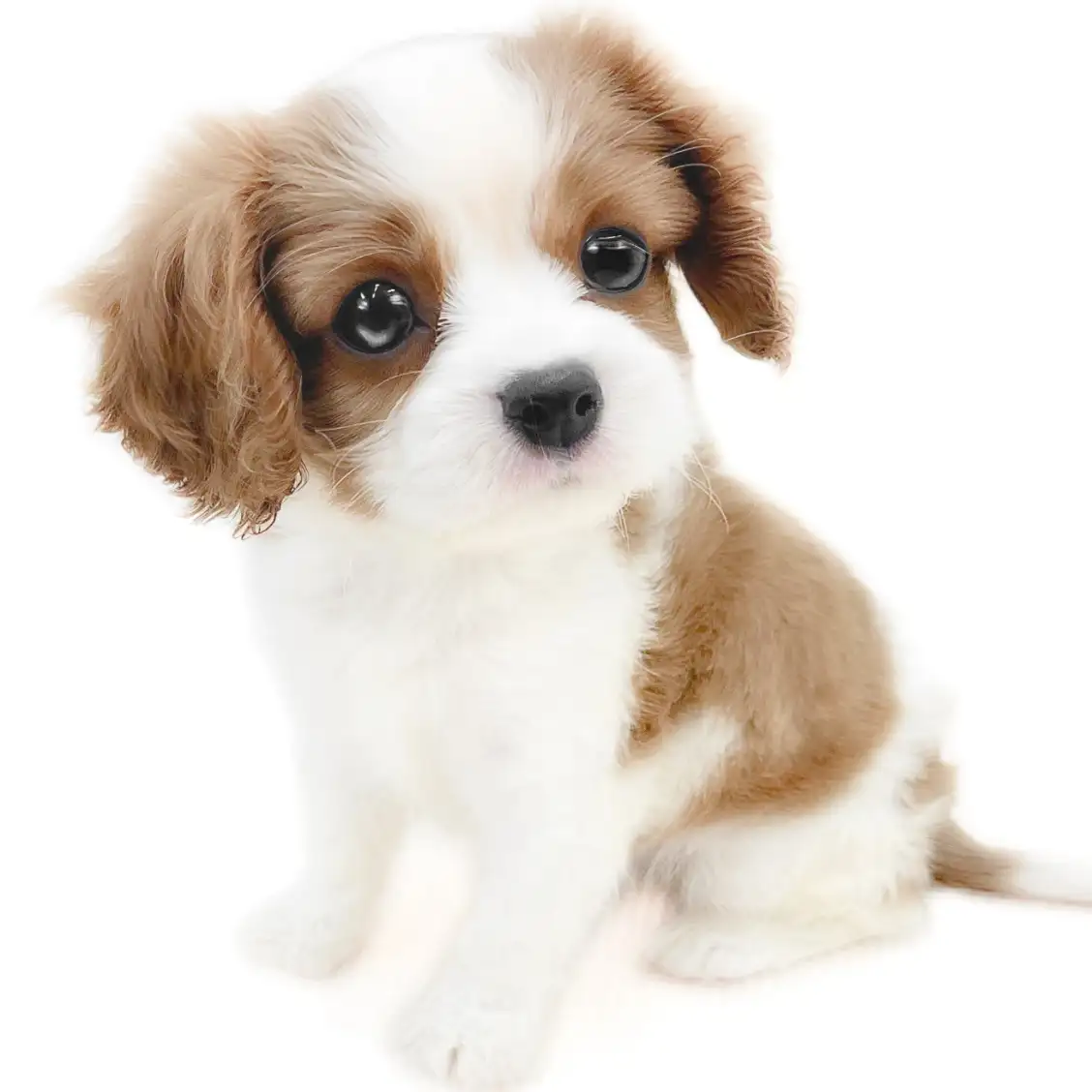 キャバリア・キングチャールズ・スパニエル