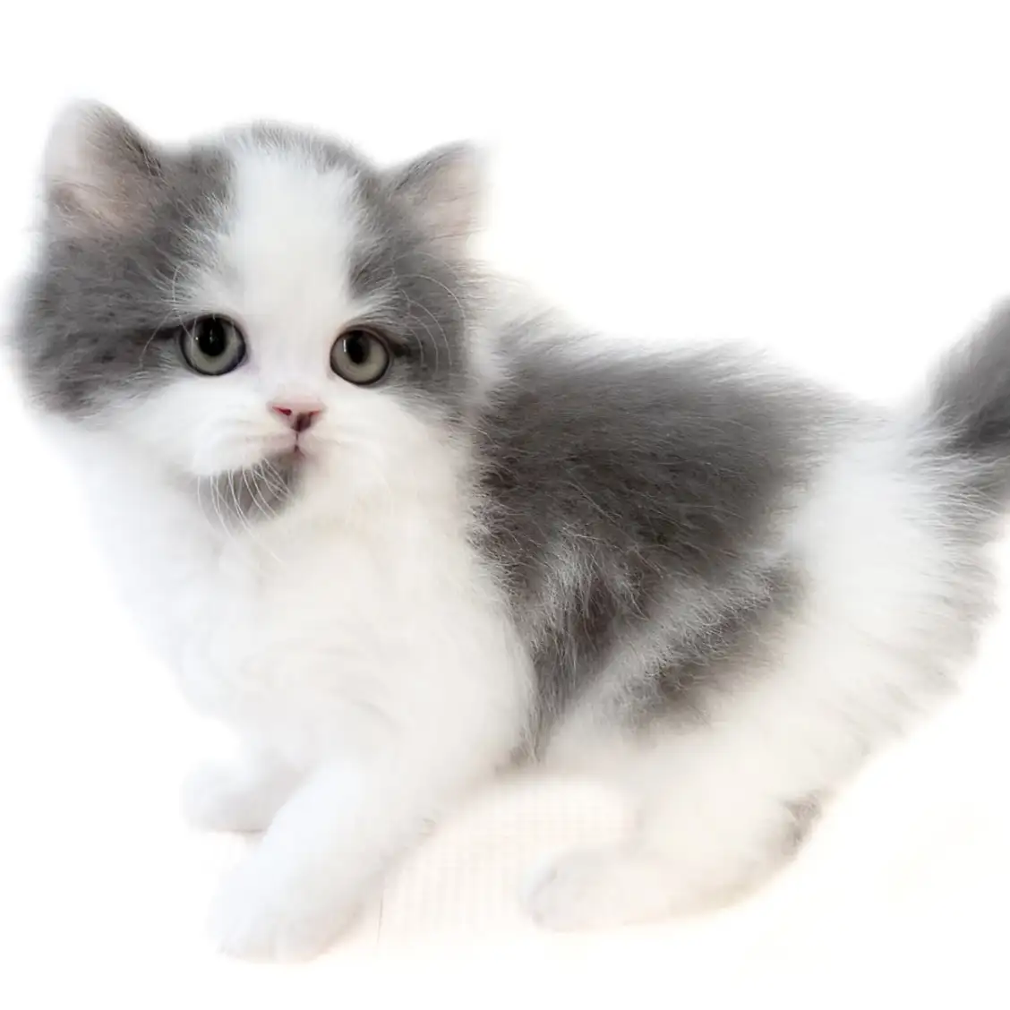 ブリティッシュロングヘア