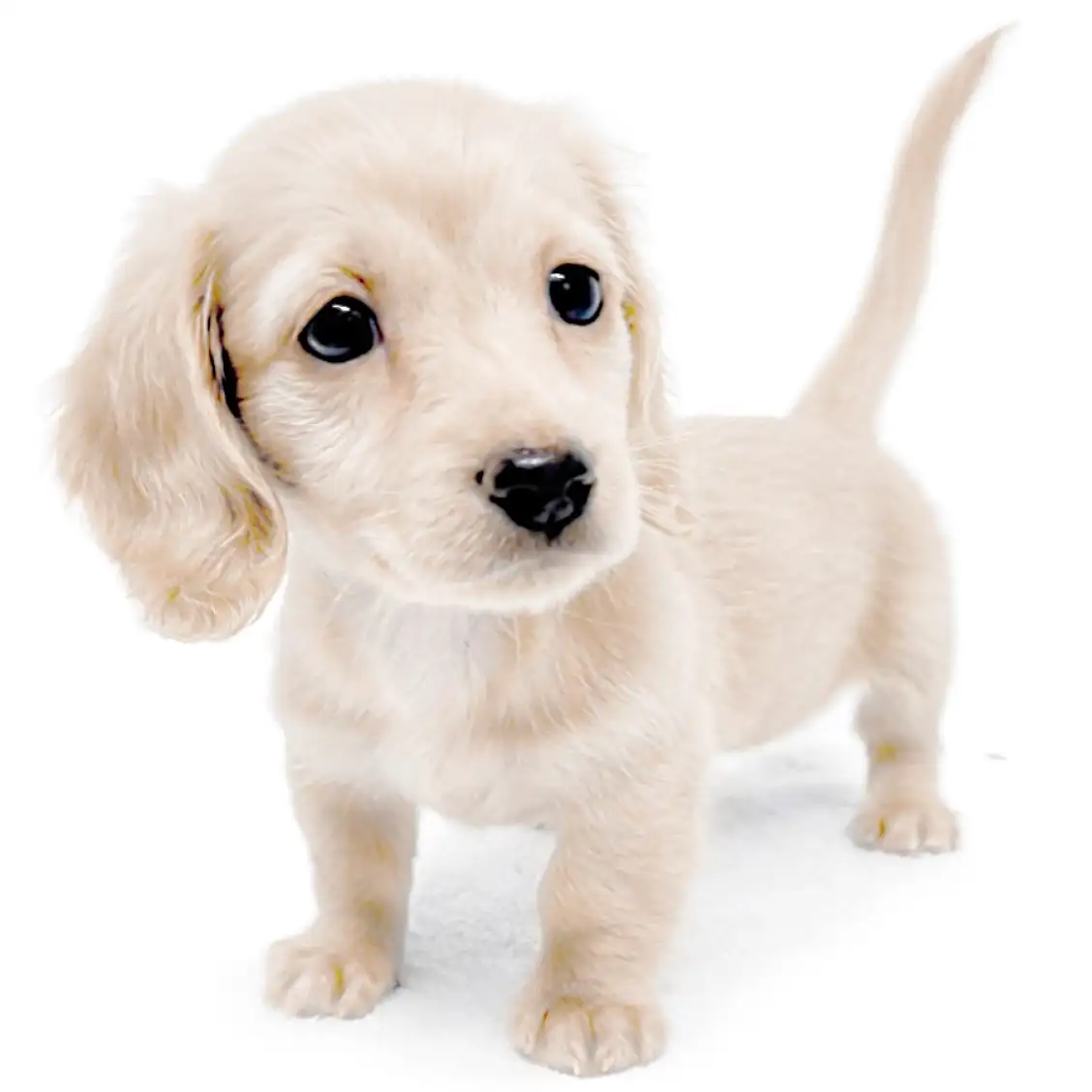 ミニチュア・ダックスフント | ペットショップ マルワン 小さめ子犬